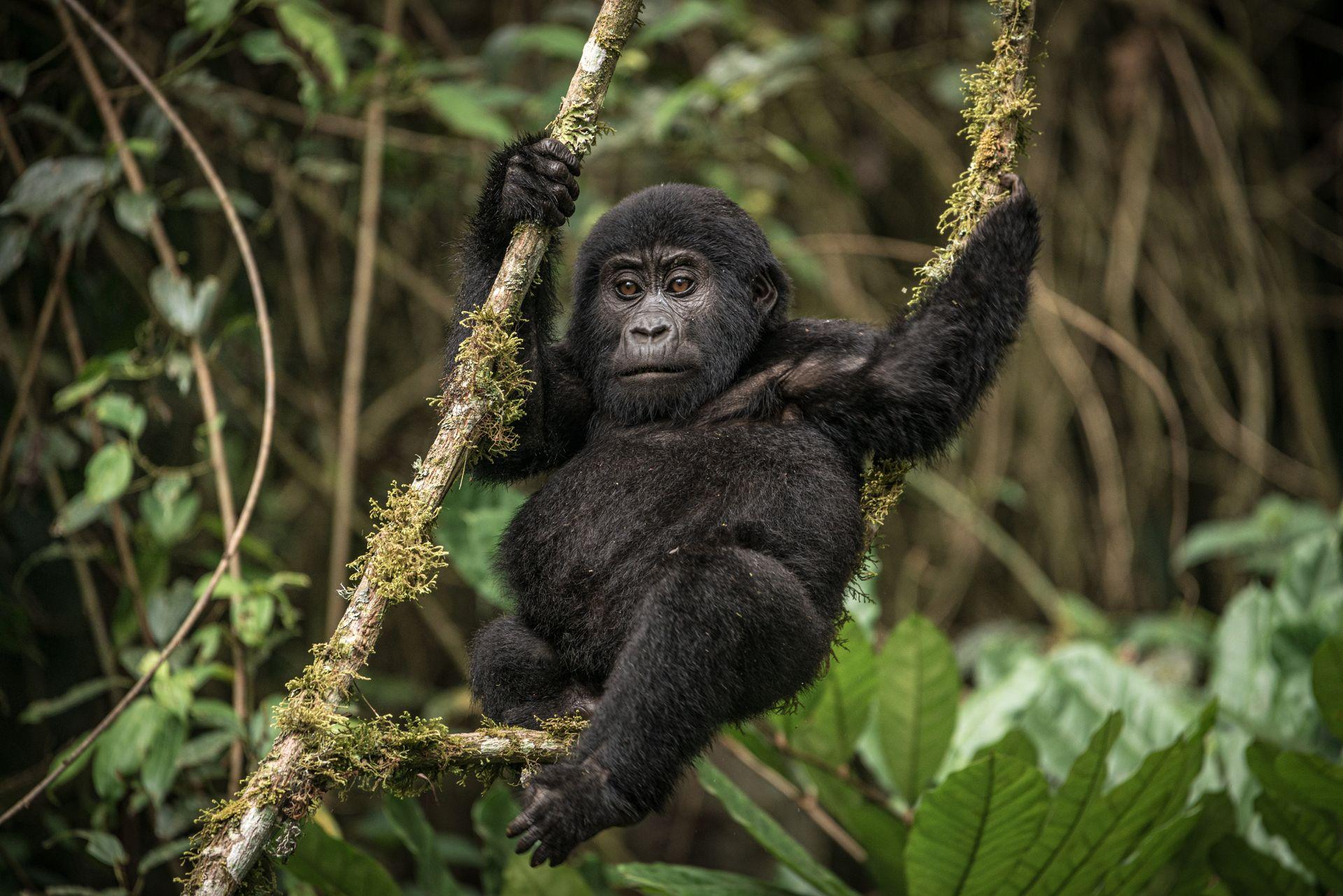 Uganda