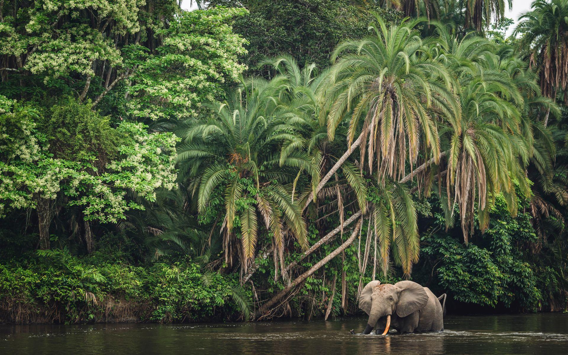 Kamerun