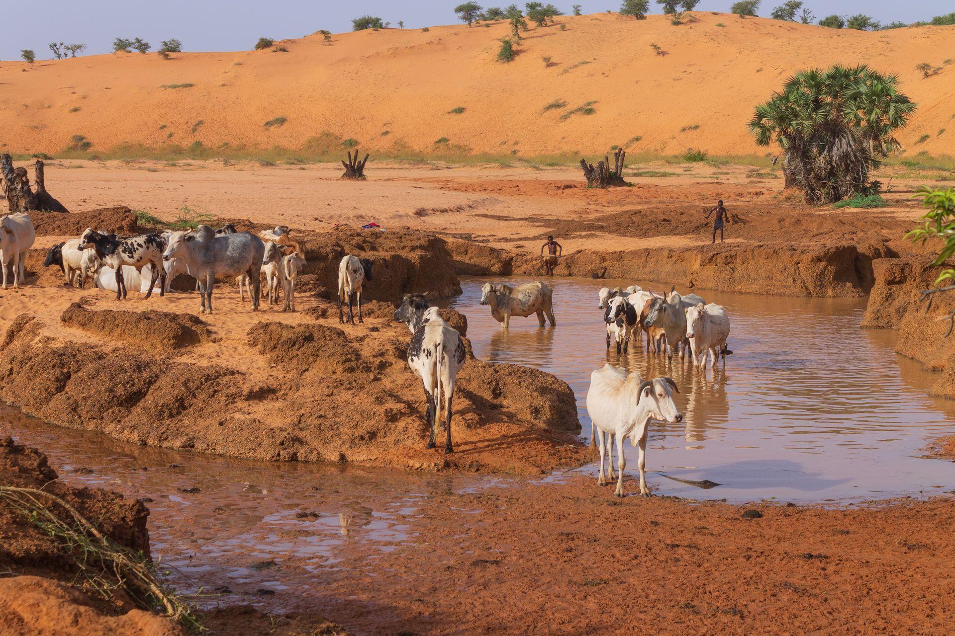 Niger