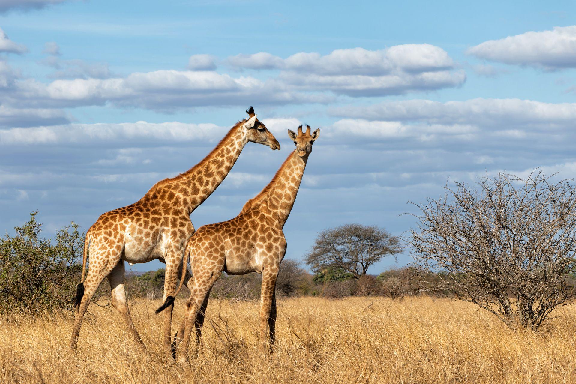 Swasiland
