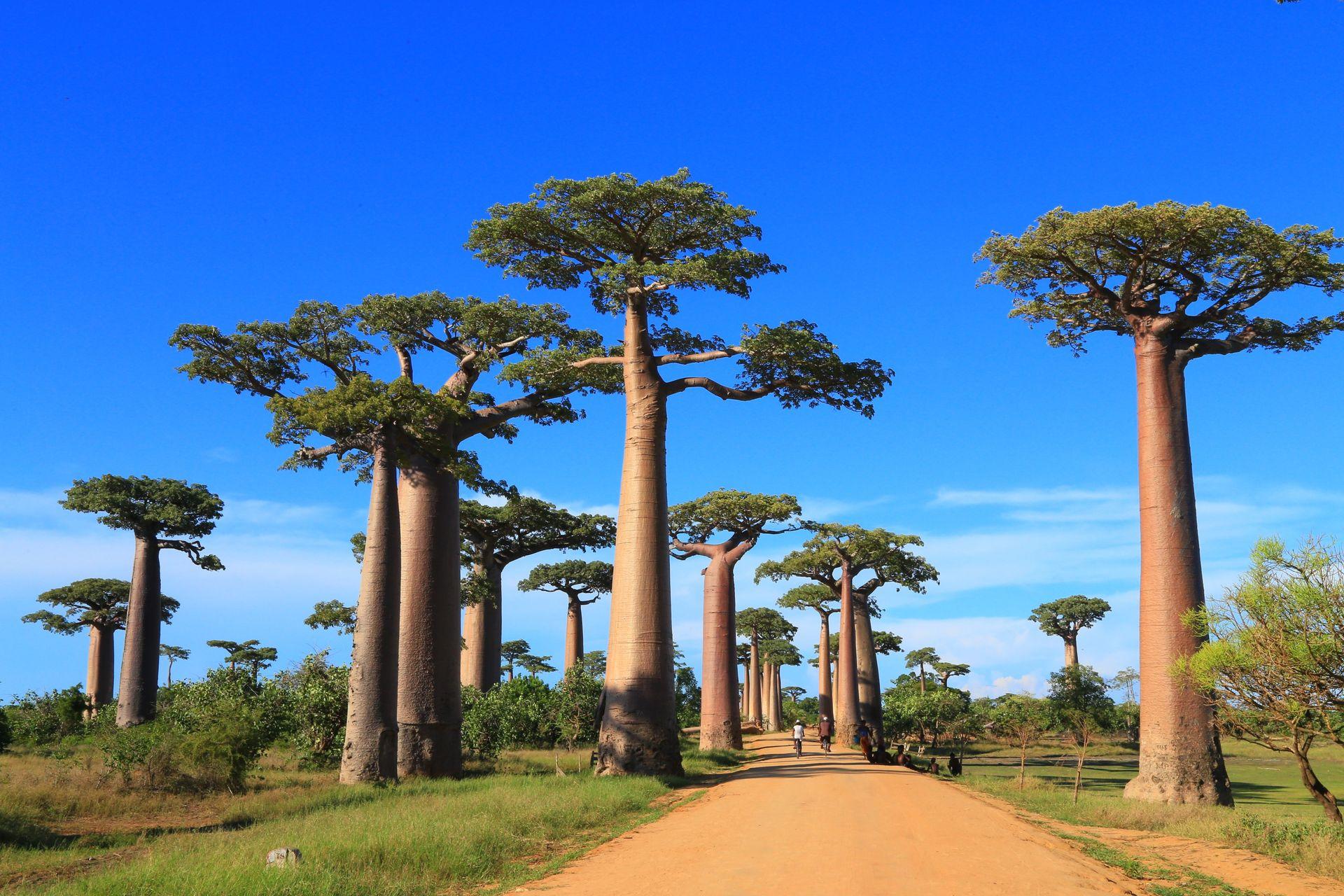 Madagaskar