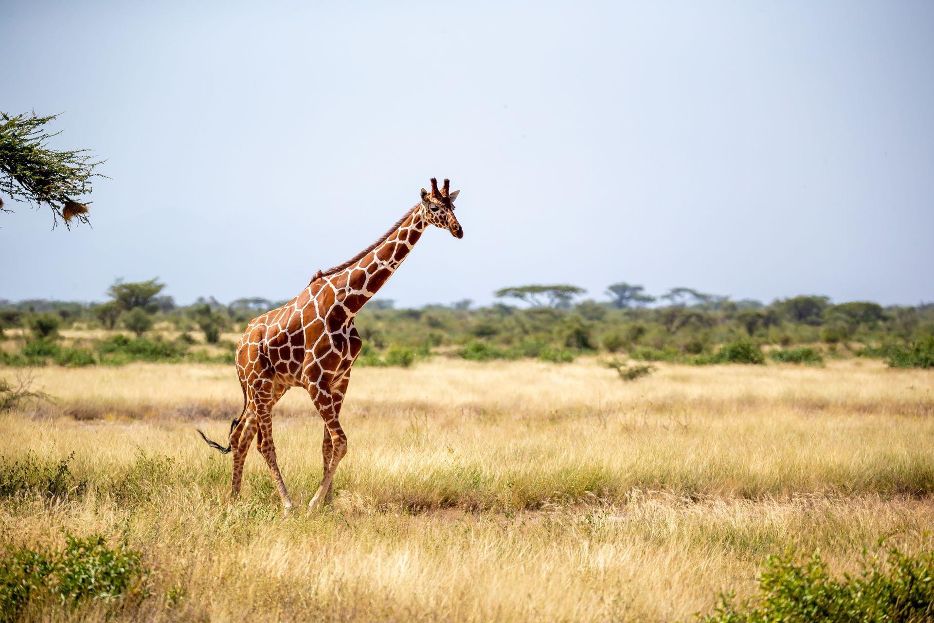 Somaliland