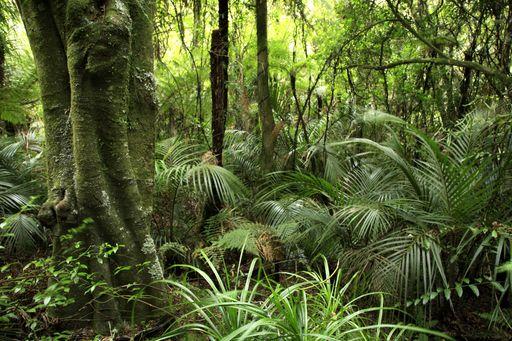 jungle