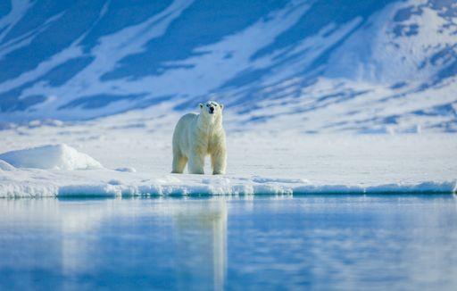 polar